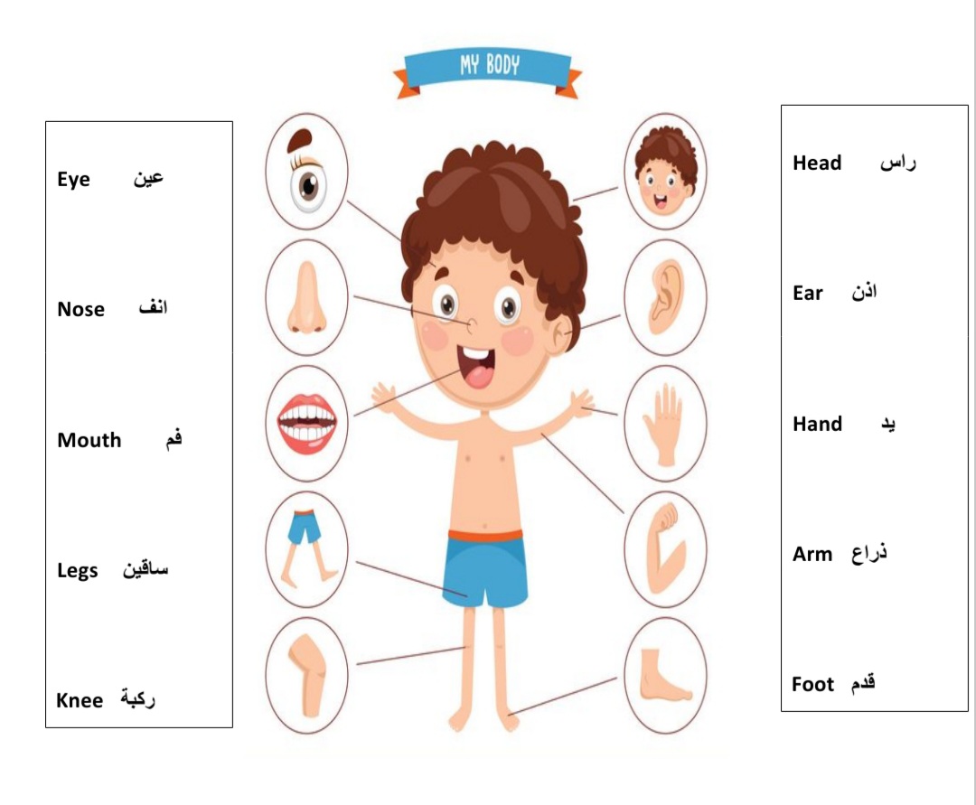 Body parts3 + ABC